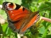 Explosión mariposas, pavo real
