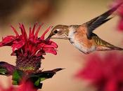 Curiosidades colibrí