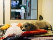 Francia: Aprueban propuesta para luchar contra maltrato animal