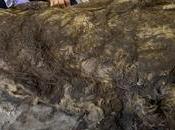 #Estudios: rinoceronte lanudo extinto "conservado forma única" muestra alimentaba leche materna cuando murió hace 20.000 años