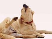 Pienso hipoalergénico para perros, ¿Qué