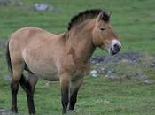 caballo Przewalski: viaje vuelta extinción
