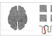 Cómo responde cerebro femenino toque genital