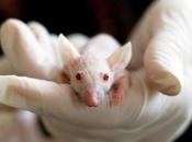 ¿Por utilizan ratones experimentos laboratorio?