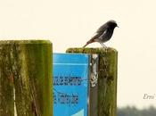 ZAMPULLÍN CUELLIRROJO (Podiceps auritus) SANTOÑA