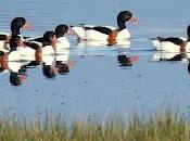 Aves invernantes, veraneantes?