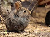 Teporingo: conejo mexicano peligro extinción
