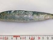 sardinas pueden mitigar inflamación dolor