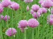 Allium schoenoprasum