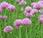 Allium schoenoprasum