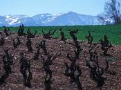Sabático Rioja