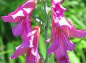 Gladiolus communis