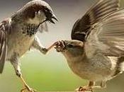 Estrategias politicos veneno