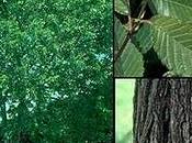 Clasificación Árboles