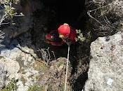 Volvemos Cazorla refuerzos