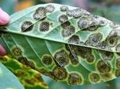 Plagas plantas enfermedades ¿cómo controlarlas?
