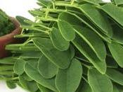 Moringa Propiedades Medicinales