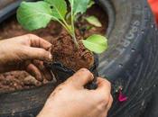 Huerta para impacientes: plantas crecen rápido