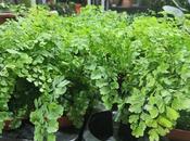 Después edición Navidad otra invierno sobre...