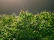 Reduce consumo cultivo marihuana