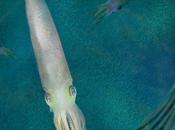 Salve calamar: nueva especie cefalópodo extinto asemeja vampiro brazos lleva nombre Biden