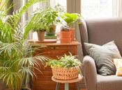 plantas absorben humedad hogar
