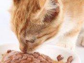 Comentario Receta comida casera (II) Para gatos Maribel