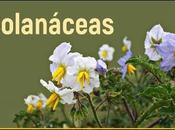 Solanáceas Argentina