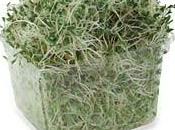 Germen alfalfa