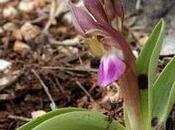 Orchis collina Russell