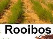 Rooibos: nueva estrella mediática