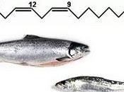 concentración ácidos grasos OMEGA3 pescado depende varios factores