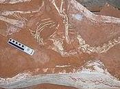 Dinonoticiario