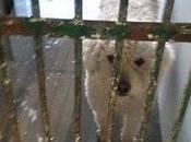 Caniche peligro sacrificio!!! (sevilla)