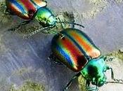 Escarabajos colores