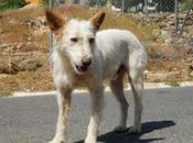 TREGUA!! Galga, podenco perro aguas CALLE