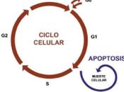 Ciclo Celular