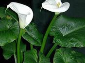 Zantedeschia aethiopica