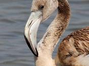 VIAJE SUR-FLAMENCOS CÁDIZ CAPITULO-(TRAVEL SOUTH GREATER FLAMINGO CHAPTER