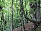 grave situación mercado forestal Gipuzkoa