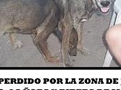 Gordo,perro perdido murcia, urgente!!