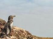 años descubrimiento islas galápagos