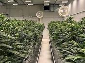 Tips para cultivo cannabis legal