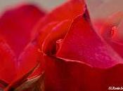 Rosas magia