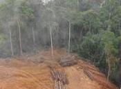 Árboles caídos. ¡Detengan Masacre Forestal!