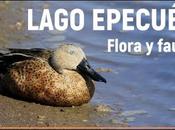 Flora fauna Lago Epecuén