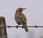 Loica Común Leistes loyca (Long-tailed Meadowlark)