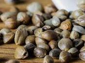 ¿Qué semilla marihuana autofloreciente?