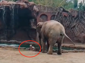 elefante ayuda rescatar antílope cayó agua zoológico Guatemala