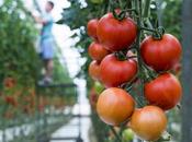 invernaderos solares, modelo producción clave para soberanía alimentaria